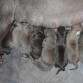 9 cachorros 3 hombres y 6 mujeres 
y nacieron el 11 de septiembre del 2010